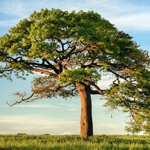 Neem